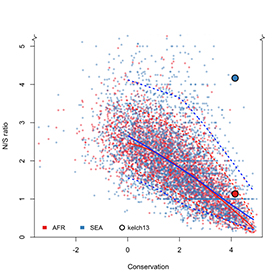 Genome-wide analysis of N/S ratio